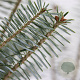 Abies koreana 25-30 cm 3,5L