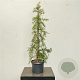Cedrus deod. 'Gold Cascade' 80-100 cm 5,0L