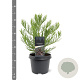 Sequoiadendron giganteum 25-30 cm 3,5L