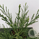 Sequoiadendron giganteum 25-30 cm 3,5L