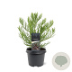 Sequoiadendron giganteum 25-30 cm 3,5L
