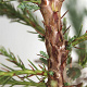 Sequoiadendron giganteum 25-30 cm 3,5L