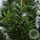Taxus b. 'Repandens' 30-40 cm 5,0L