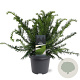 Taxus b. 'Repandens' 30-40 cm 5,0L