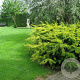 Taxus b. 'Summergold' 25-30 cm 3,5L