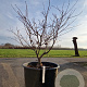Acer japonicum 'Vitifolium' 100-125 cm container multiplateau