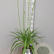 Agapanthus Eydori White GM C3