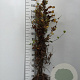 Carpinus betulus 125-150 cm wortelgoed