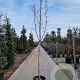 Cornus mas 150 cm stam container 10-12 leiboom