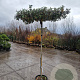 Elaeagnus ebbingei 180 cm stam container 8-10