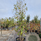 Magnolia 'Galaxy' 350-400 cm cont. 230L meerstammig