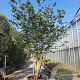 Parrotia persica 450-500 cm container paraplu