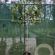 Photinia fraseri 'Red Robin' 180 cm stam container 8-10