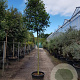 Photinia fraseri 'Red Robin' 200 cm stam container 18-20 leiboom