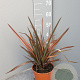 Phormium 'Sundowner' GM C3