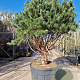 Pinus sylv. 'Watereri' 200-250 cm cont. 230L paraplu