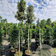 Quercus ilex 200 cm stam container 12-14