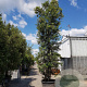 Quercus ilex 550-600 cm container meerstammig