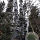 Quercus ilex 600-700 cm cont. 500L