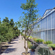 Quercus suber 350-400 cm cont. 70L meerstammig
