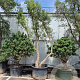 Quercus suber 450-500 cm cont. 230L meerstammig
