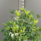 Rhododendron 'Cunningham's White' 100-120 cm container