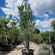 Styrax jap. Snowcone 250-275 cm container