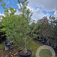 Styrax jap. Snowcone 250-275 cm container