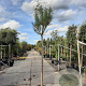 Tamarix ramosissima 200 cm stam 35L 12-14