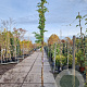 Wisteria sinensis 'Prolific' 300-350 cm 15L
