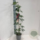 Akebia quinata 60-70 cm 2,0L met stok