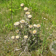 Carlina vulgaris GM P9