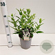 Deutzia gracilis 25-30 cm 2,0L