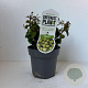 Hedera hib. 'Arbori Compact' 25-35 cm P17