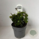 Hedera hib. 'Arbori Compact' 25-35 cm P17