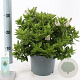 Hebe Hebedonna Jenna 20-25 cm 2,0L