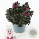 Hebe Vinoa Pink 20-25 cm 2,0L