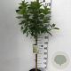 Hydrangea pan. 'Limelight' 70 cm stam 7,5L