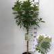 Hydrangea pan. 'Limelight' 70 cm stam 7,5L