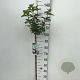 Hydrangea pan. Sundae Fraise 70 cm stam 7,5L