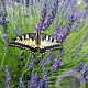 Lavandula int. Phenomenal GM P9