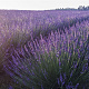 Lavandula int. Phenomenal GM P9