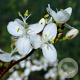 Libertia grandiflora GM P9
