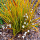 Libertia peregrinans GM P9