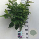Magnolia 'Susan' 120 cm stam 10L