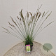 Molinia caerulea 'Moorhexe' 45-50 cm 4,0L