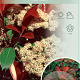 Photinia fraseri 'Red Robin' 150 cm stam 10L