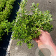 Potentilla f. 'Red Ace' GM 1.5