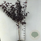 Prunus cer. 'Nigra' 70 cm stam 7,5L