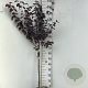 Prunus cer. 'Nigra' 70 cm stam 7,5L